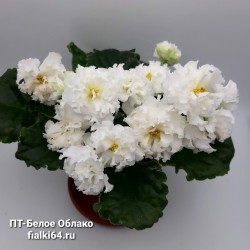 ПТ-Белое Облако